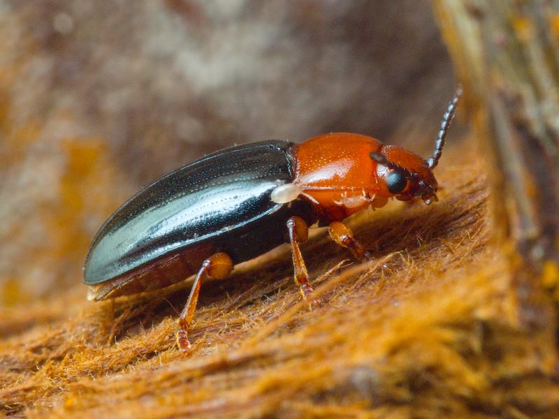Triplax russica (Linnaeus, 1758)
